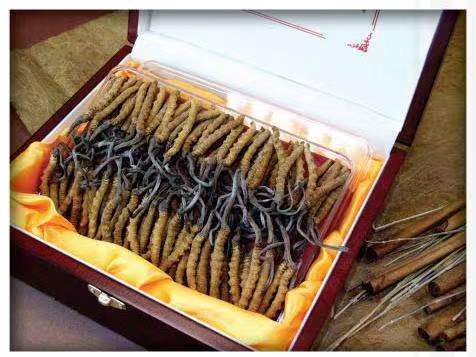 宁江冬虫夏草回收